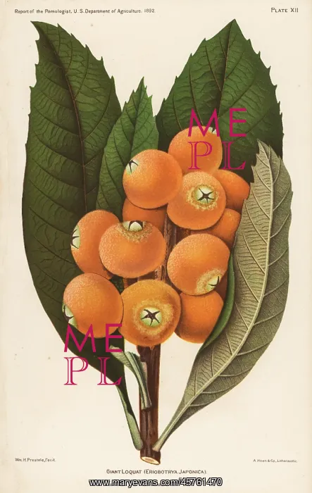 : Giant loquat from van Deman's Report of the : Giant loquat from van Deman's Report of the