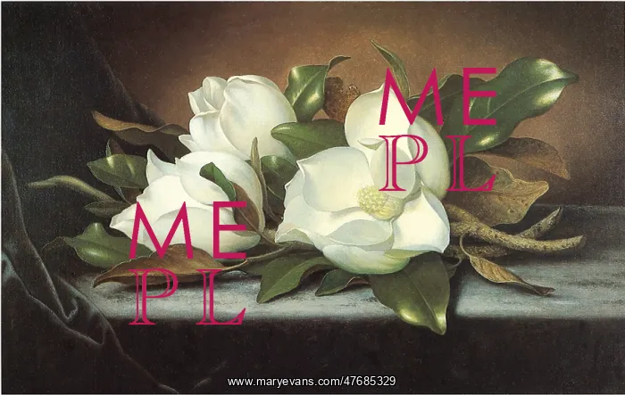 : Giant Magnolias : Giant Magnolias