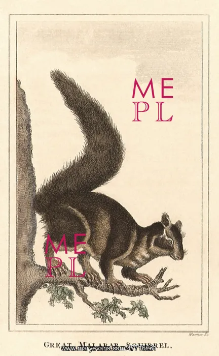  : Giant Malabar Squirrel