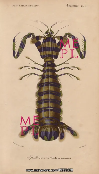 : Giant mantis shrimp, Squilla maculata : Giant mantis shrimp, Squilla maculata