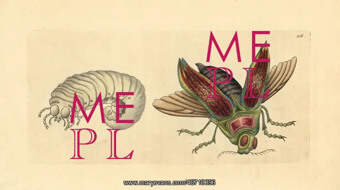 : Giant metallic ceiba borer beetle, Euchroma gigantea : Giant metallic ceiba borer beetle, Euchroma gigantea