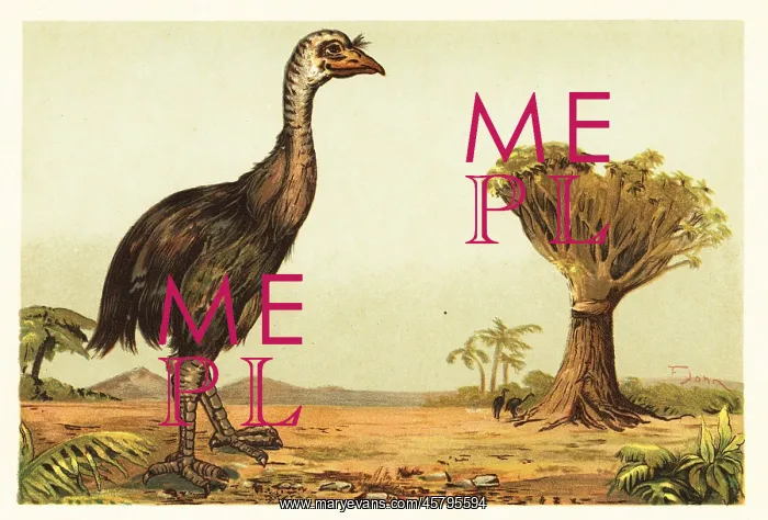 : Giant moa and dragon tree : Giant moa and dragon tree