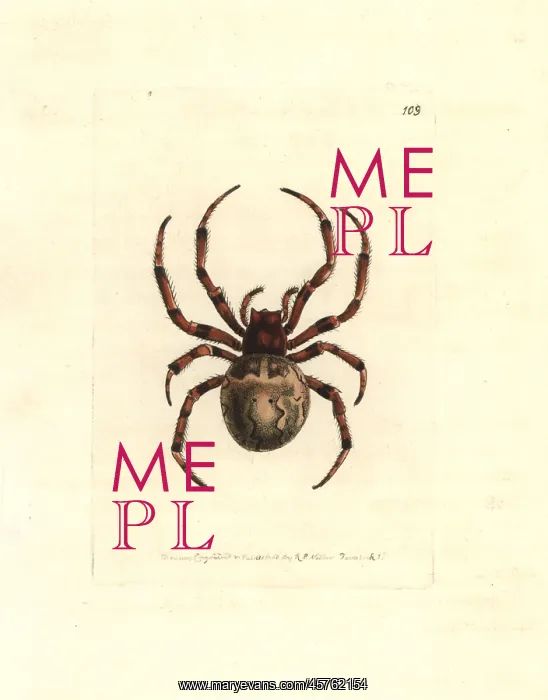 : Giant orb-weaving spider, Araneus grossus : Giant orb-weaving spider, Araneus grossus