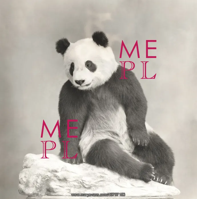  : Giant panda