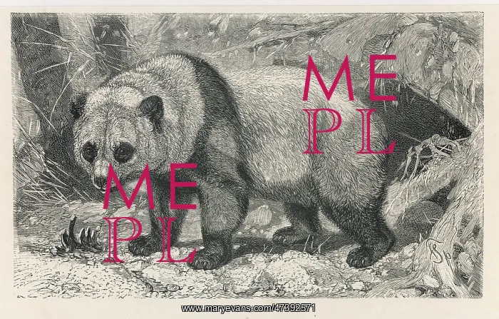 : GIANT PANDA : GIANT PANDA