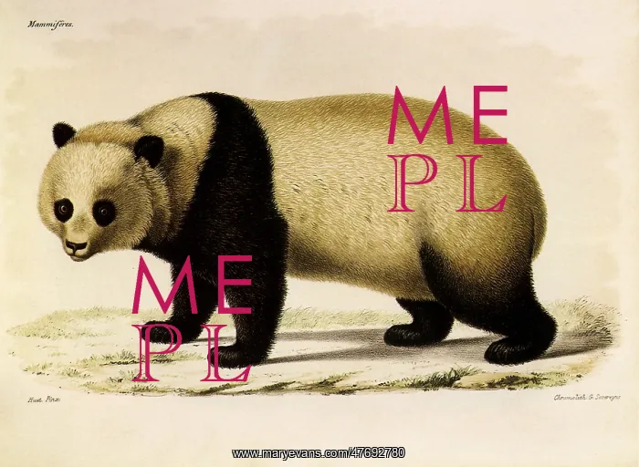 : Giant Panda