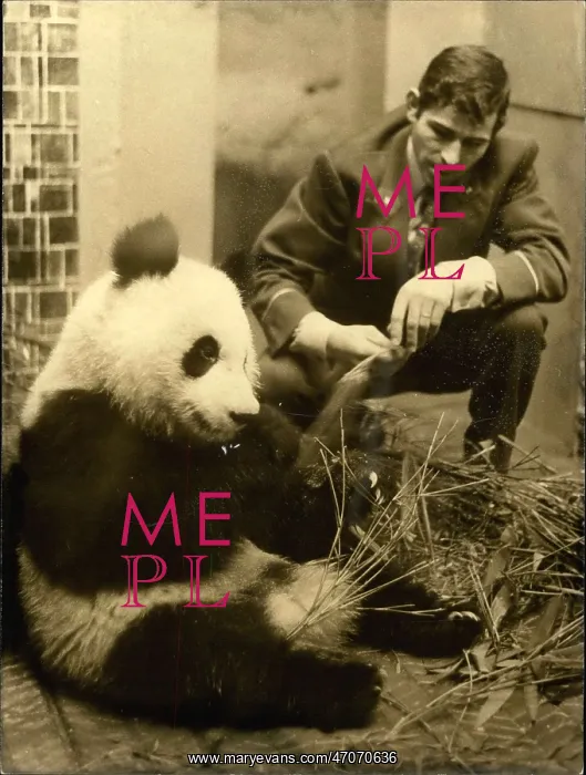 : Giant panda, gift to President Pompidou, Vincennes Zoo : Giant panda, gift to President Pompidou, Vincennes Zoo