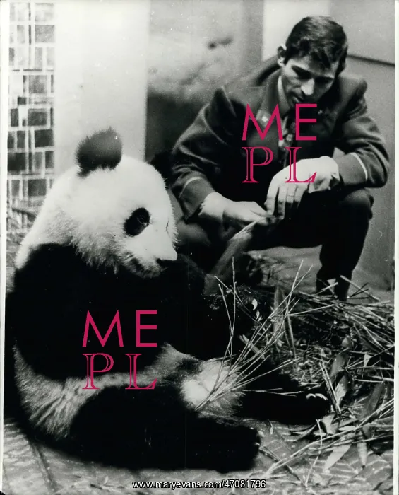 : Giant panda, gift to President Pompidou, Vincennes Zoo : Giant panda, gift to President Pompidou, Vincennes Zoo