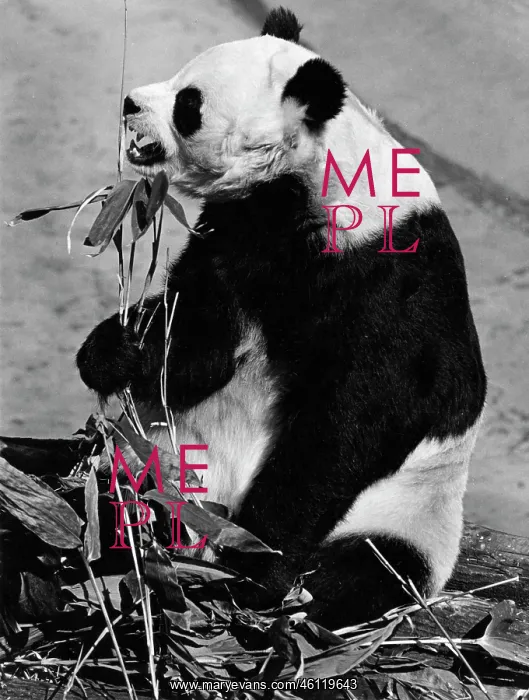 : Giant panda in London Zoo : Giant panda in London Zoo