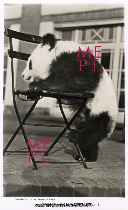  : Giant Panda, Ming, leaning on a chair