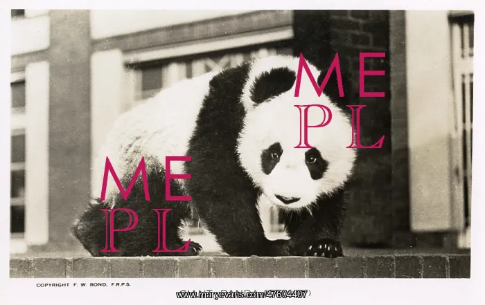 : Giant Panda, Ming, sitting on a wall