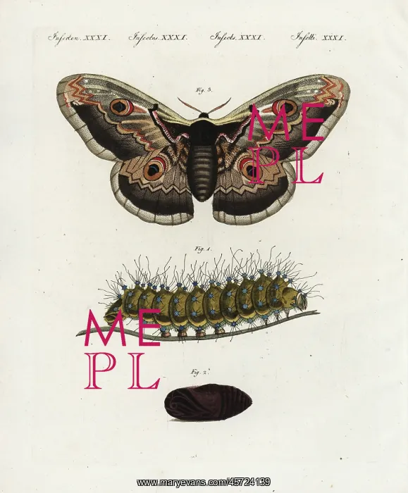 : Giant peacock moth, Saturnia pyri : Giant peacock moth, Saturnia pyri