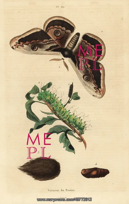 : Giant peacock moth, Saturnia pyri, with caterpillar and pupa : Giant peacock moth, Saturnia pyri, with caterpillar and pupa