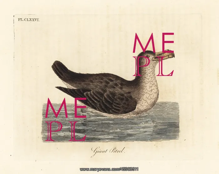 : Giant petrel, Macronectes giganteus : Giant petrel, Macronectes giganteus