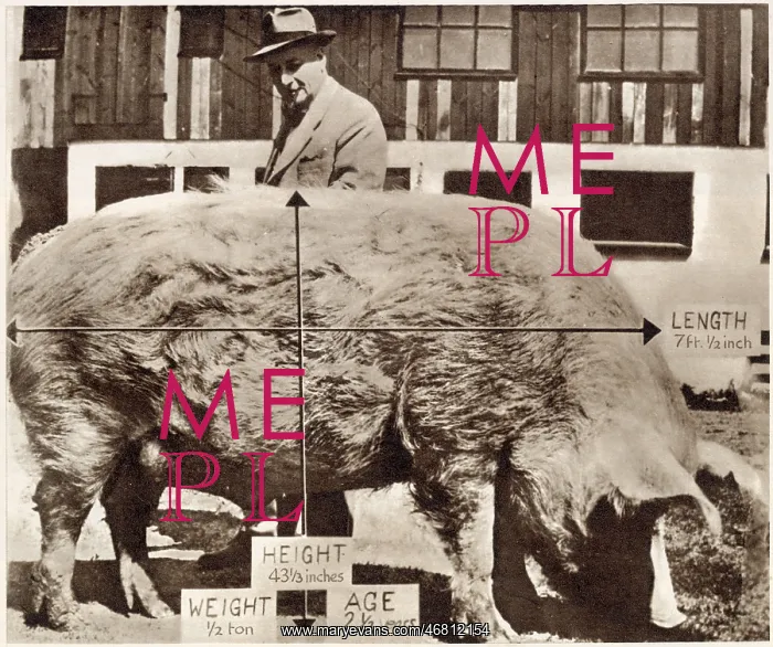 : The giant pig : The giant pig