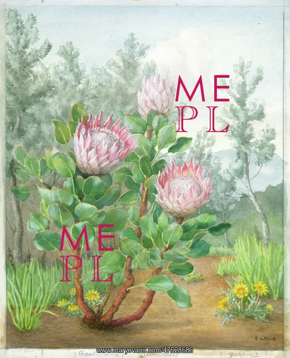 : Giant Protea, Silver Trees and Gazania : Giant Protea, Silver Trees and Gazania