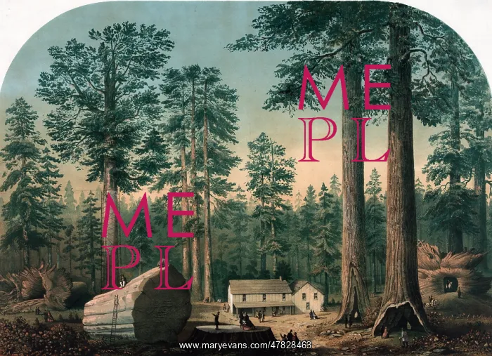 : Giant Redwood Trees, 1860 : Giant Redwood Trees, 1860