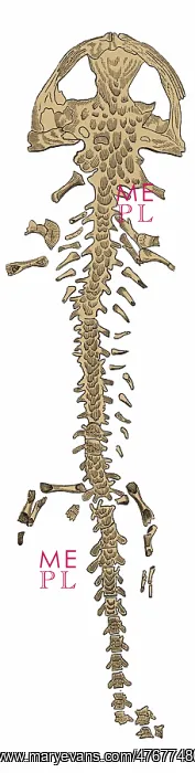 : Giant Salamander Skeleton, Illustration : Giant Salamander Skeleton, Illustration