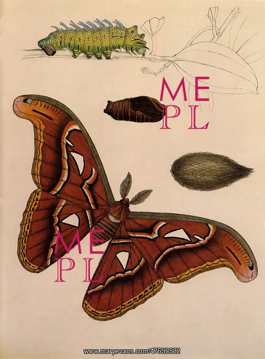  : Giant Silk Moth
