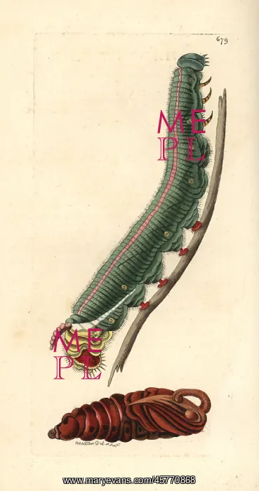 : Giant sphinx, Cocytius antaeus : Giant sphinx, Cocytius antaeus