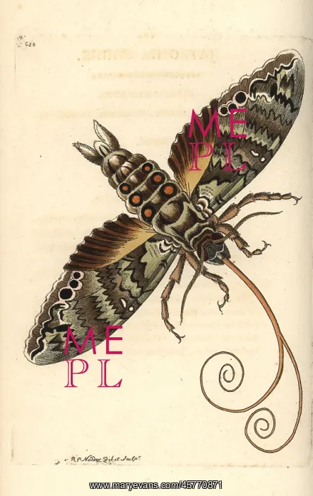 : Giant sphinx, Cocytius antaeus : Giant sphinx, Cocytius antaeus