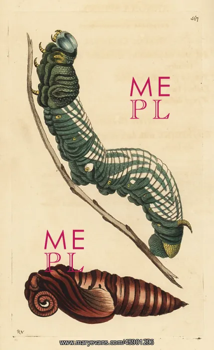 : Giant sphinx moth, Cocytius antaeus, caterpillar and pupa : Giant sphinx moth, Cocytius antaeus, caterpillar and pupa
