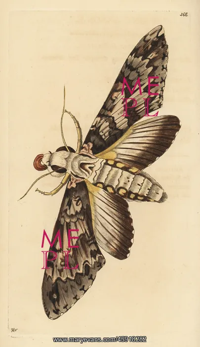 : Giant sphinx moth, Cocytius antaeus : Giant sphinx moth, Cocytius antaeus