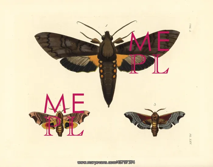 : Giant sphinx and twin-spotted sphinx moths : Giant sphinx and twin-spotted sphinx moths