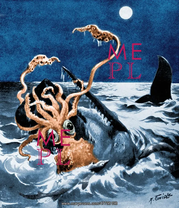 : Giant Squid Attacking Sperm Whale, 1899 : Giant Squid Attacking Sperm Whale, 1899