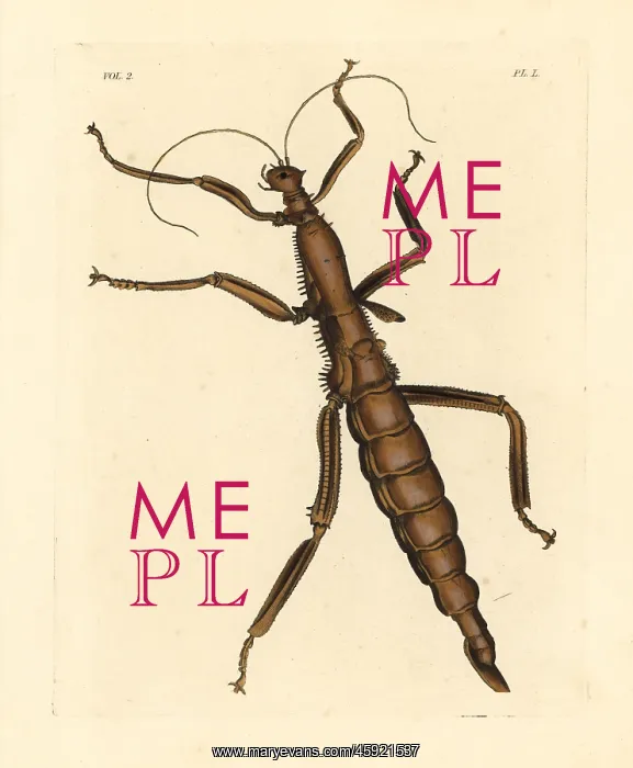 : Giant stick insect, Phasma gigas : Giant stick insect, Phasma gigas