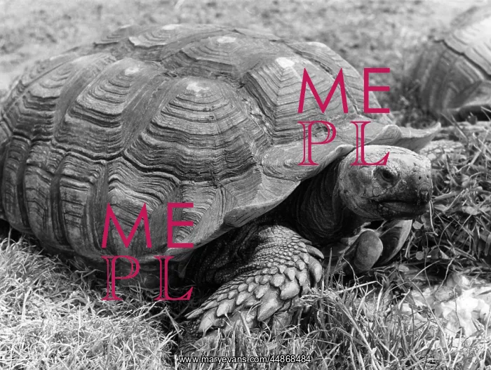  : GIANT TORTOISE