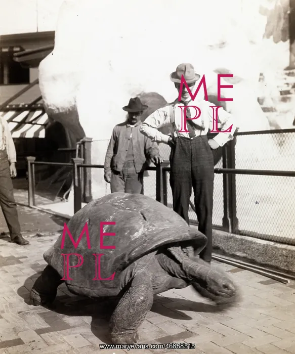  : Giant Tortoise
