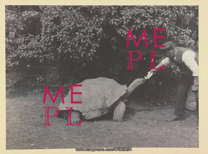 : Giant tortoise being fed at Tring Park : Giant tortoise being fed at Tring Park
