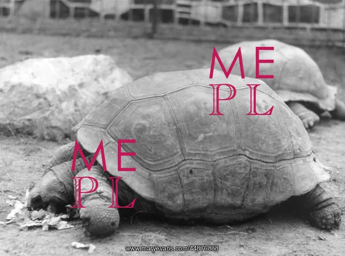 : GIANT TORTOISES : GIANT TORTOISES