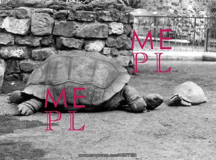  : GIANT TORTOISES
