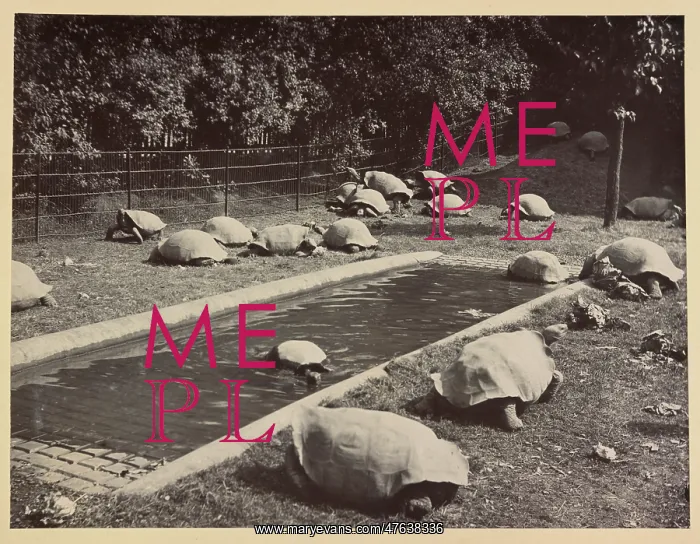 : Giant tortoises at Tring Park : Giant tortoises at Tring Park