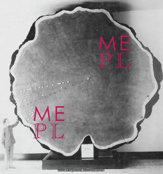 : Giant tree bark in California, 1891 : Giant tree bark in California, 1891