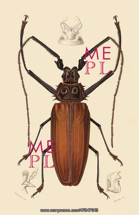 : Giant Tropical Long Horn Beetle : Giant Tropical Long Horn Beetle