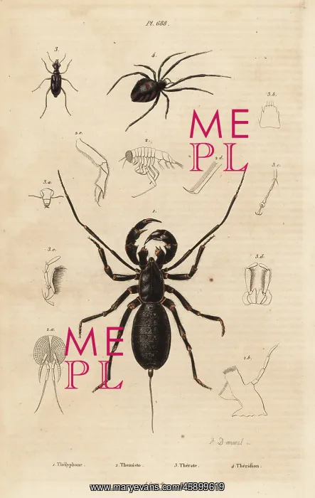 : Giant whip scorpion, beetle and cobweb spider : Giant whip scorpion, beetle and cobweb spider