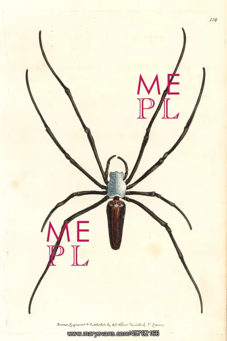 : Giant wood spider or spotted nephila, Nephila maculata : Giant wood spider or spotted nephila, Nephila maculata