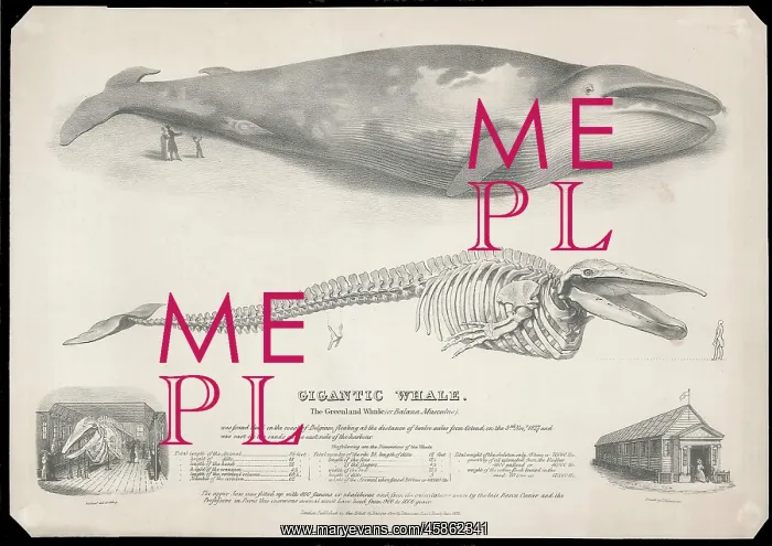 : The Gigantic Greenland Whale : The Gigantic Greenland Whale