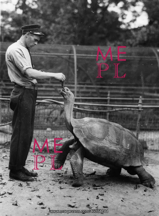  : Gigantic tortoise Timmy