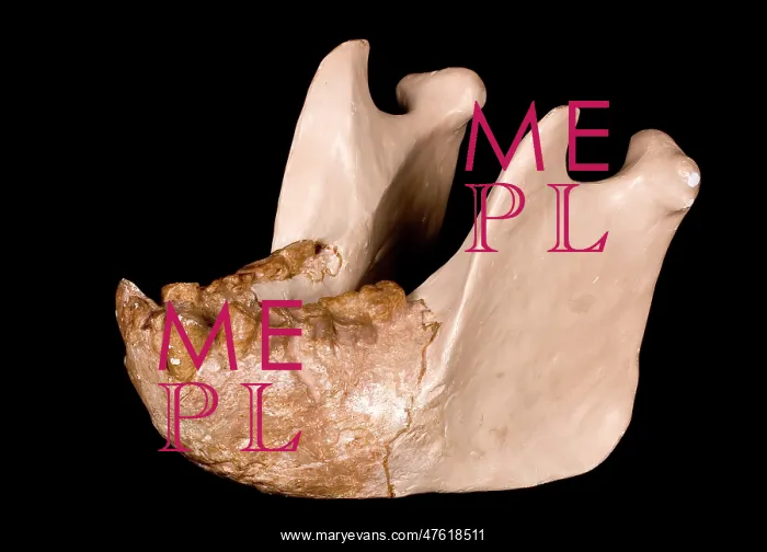 : Gigantopithecus model jaw : Gigantopithecus model jaw