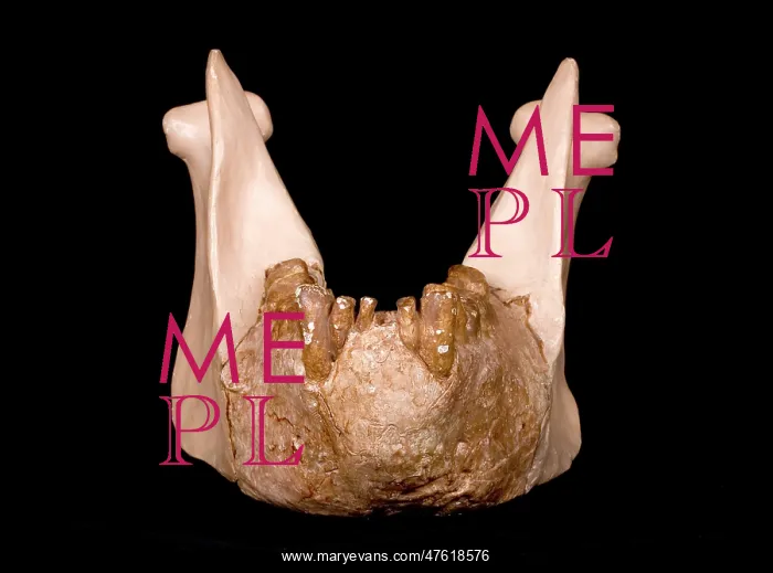 : Gigantopithecus model jaw : Gigantopithecus model jaw