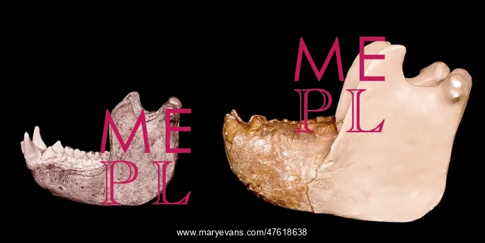 : Gigantopithecus model jaw : Gigantopithecus model jaw