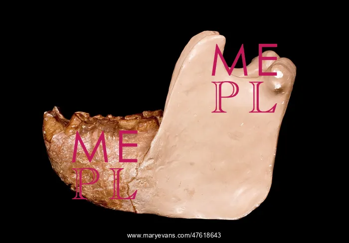  : Gigantopithecus model jaw