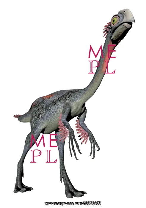 : Gigantoraptor dinosaur, white background : Gigantoraptor dinosaur, white background