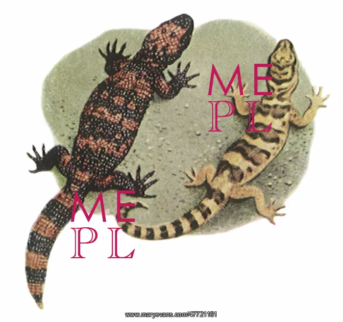 : Gila Monster and Gecko : Gila Monster and Gecko