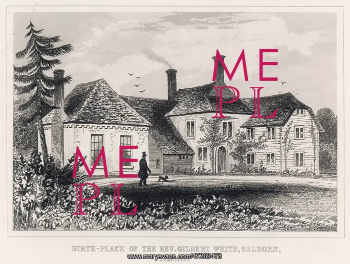 : GILBERT WHITE / SELBORNE : GILBERT WHITE / SELBORNE