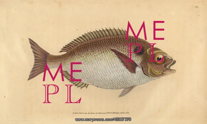 : Gilt-head seabream, Sparus aurata